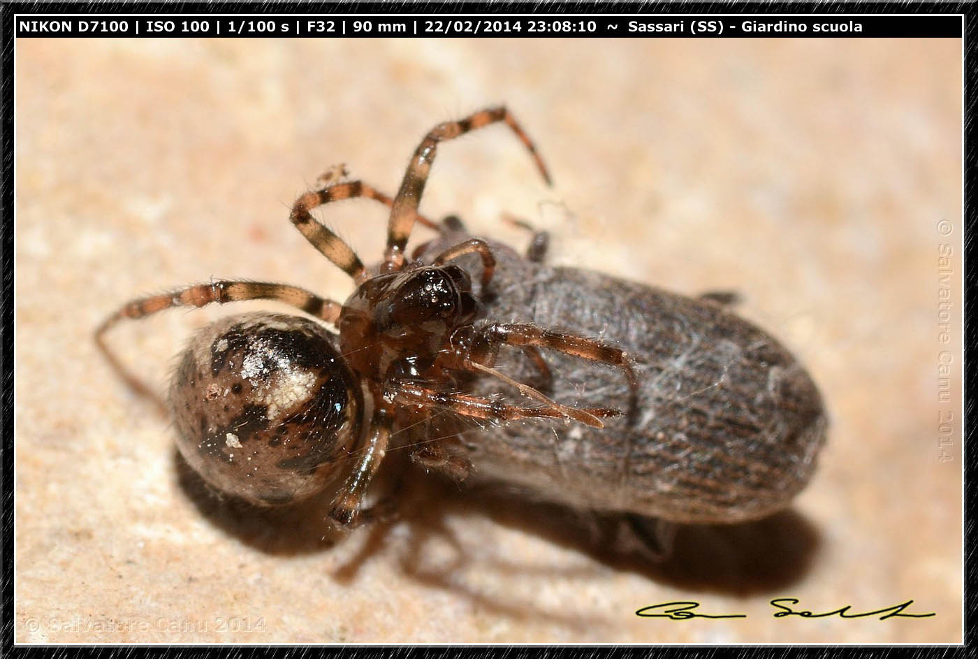 Steatoda grossa e Enoplognatha mandibularis - Sassari